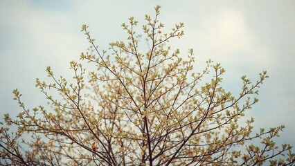 Poster - Young foliage on branches in early spring, artistic background representing March and April seasons, nature buds