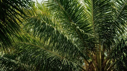 Poster - Untouched coconut tree leaves in nature