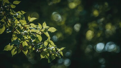 Poster - Leaves growing on a slender branch