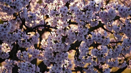 Wall Mural - A beautiful 4K nature scene featuring tree full bloom under sunny skies soft focus flowers background ideal springtime celebrations seasonal marketing floral