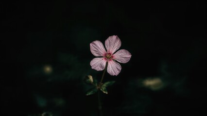 Wall Mural - Close-up of Dianthus deltoides bloom against a deep green backdrop