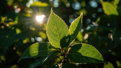 Wall Mural - Detailed View of Vibrant Green Leaves in Sunlight