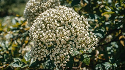 Poster - A large berry shrub adorned with many fragile white flowers under strong sunlight, located in a garden on a sunny summer day, photographed with soft focus for an attractive floral background