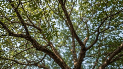 Poster - The misty backdrop of sprawling tree branches in a dense woodland, with a breeze rustling through the foliage creating a refreshing atmosphere.