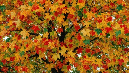 Poster - The rich palette of leaves during fall