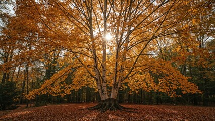 Poster - In the forest, birch branches are embellished with golden fall foliage.