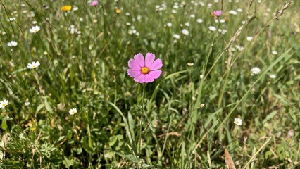 Poster - Pink cosmos flower blooming alone in a field filled with wildflowers and grasses