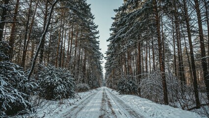 Poster - Peaceful winter forest covered in snow