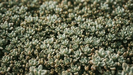 Poster - Small vegetation expands densely like a rug