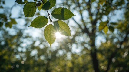 Poster - Tiny fresh green leaf sprouting with soft glowing bokeh in a garden