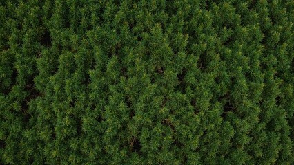 Poster - Textured natural backdrop formed by intertwined tree branches.