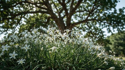 Poster - The plant Orthosiphon aristatus, popularly known as Cat's Whiskers or Whiskerplant