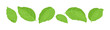 © Iv85 - Green basil leaves set. Vector cartoon flat illustration. Fragrant herb icon.