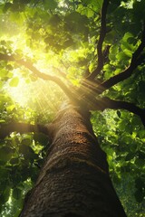 Poster - A stunning view of a tall tree reaching towards the bright sunlight filtering through a lush green canopy, celebrating the beauty of nature in a serene forest setting.