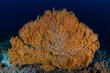 © Travel 'n' Lifestyle - View of the vibrant orange sea fan coral, a delicate masterpiece against the deep blue ocean, creating an underwater fantasy, Pemuteran, Bali, Indonesia.