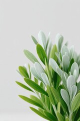 Poster - minimalist garden plant arrangement on clear white background