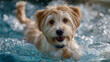 © Nataliya - Dog swims playfully with toy in pool illuminated by soft light