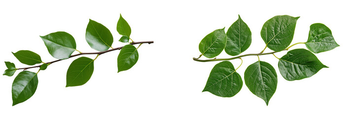 Poster - Set of green Vine leaf isolated on white or transparent background
