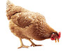 © MUshah - Brown hen pecking food isolated on a transparent background chicken white spots