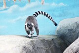 ring tailed lemur sitting on the ground
