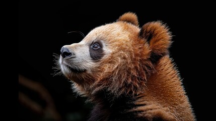 Wall Mural - Golden bear gazing upwards, nature, outdoor setting, dark background providing contrast, wildlife beauty