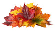 © Afroja - Pile of Colorful Autumn Maple Leaves with Water Droplets Isolated on Transparent