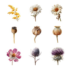 Wall Mural - a beautiful collection of various artistic flower illustrations. dried flowers isolated on white bac