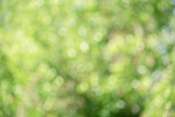 Wall Mural - Defocused green background. Abstract blurred greenery background.