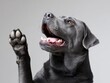 © Moopingz - A gray dog, mouth open, raises a paw, looking upwards against a plain backdrop, begging for a treat, appearing happy and playful.