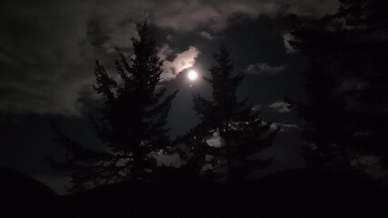 Wall Mural - mysterious little blurry looking pine tree shadows moving in the dark night and full moon in backgro