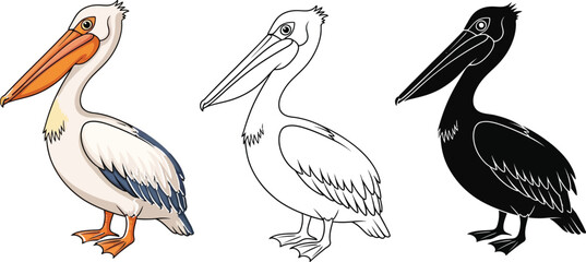 Poster - Pelican vector illustration set coloring page outline drawing bird animal wildlife seabird tropical sketch art 100