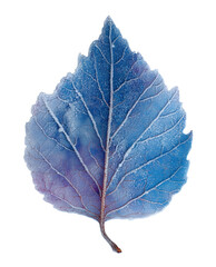 Wall Mural - Frozen blue autumn leaf isolated on transparent background