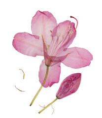 Wall Mural - Herbarium. Digital floristics. Rhododendron. Digital herbarium, scrapbooking. Flower rhododendron, isolated on white background. Pressed pink rhododendron flowers. Dry flowers.