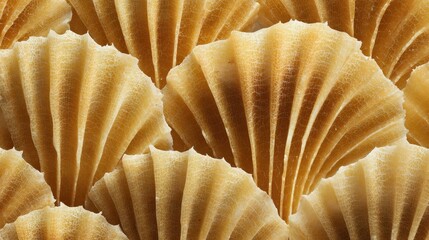 Poster - Close-up view of intricate, overlapping fan-like structures.