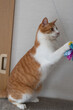 © rai - おもちゃで遊ぶ猫　茶トラ白