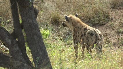 Wall Mural - Wide shot of a spotted hyena looking up into a tree while standing in the green grass, Greater Kruger.