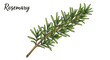 © Maureen - Hand-drawn rosemary sprig with green leaves on white background