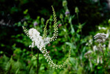 Blühende Traubensilberkerze , Acetea- Racenosa
