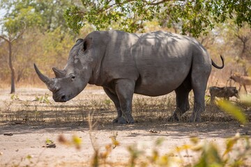 Wall Mural - rhinoceros in a savanna landscape.