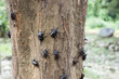 © leungchopan - Outdoor tree with many wild crawling beetles