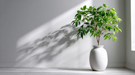 Poster - Grand potted plant casts serene shadow in minimalist room with soft light