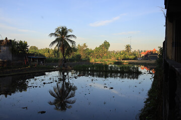 Wall Mural - a pond with a palm tree in the background