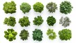 © Chaikit - a vibrant collection of overhead tree canopies, arranged in an artistic layout to highlight the diversity of their shapes, textures, and shades of green some trees display dense, spherical crowns,