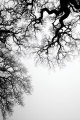 Poster - Black and white image of intricate tree branches against a white background.