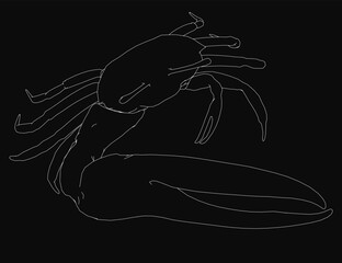 Poster - A black and white crab drawing with clean contour lines stands out on a dark background. The sketch-style illustration highlights detailed legs and antennae.