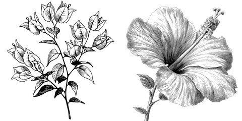 Isolated Bougainvillea flower graphic depicted in modern black and white sketch set illustration