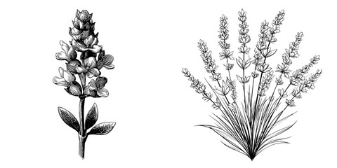 Modern black and white illustration with lavender outline