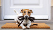 © Khadiza - Cute jack russell terrier dog waits by the door with a leash in its mouth