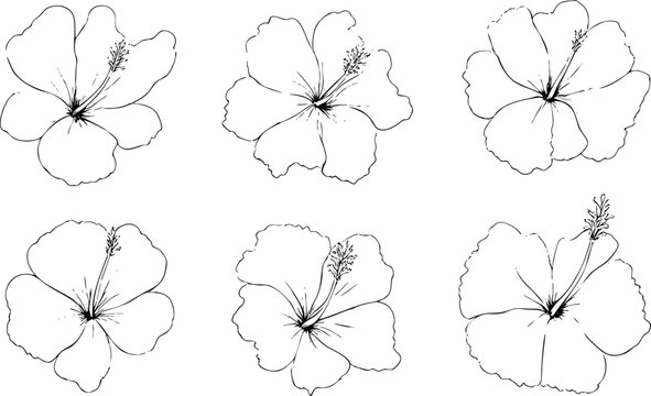 Hand-Drawn Hibiscus Flower Illustrations Collection