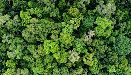 Lush Green Forest Canopy View From Above With Dense Foliage and Tree Pattern